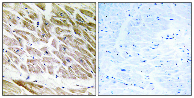 Anti-RHG1 antibody produced in rabbit