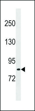 ANTI-LRCH1 (CENTER) antibody produced in