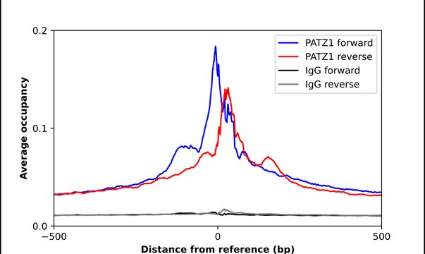 Anti-PATZ1 antibody produced in rabbit