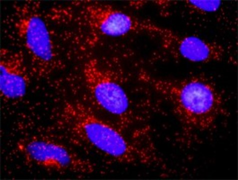 Anti-CTNNA3 antibody produced in rabbit