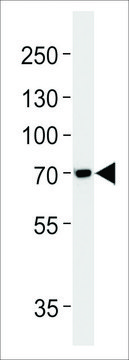 ANTI-TAU (MAPT) (S720) antibody produced