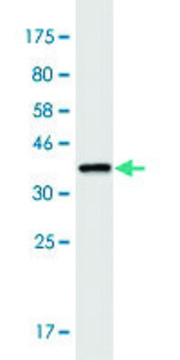 Monoclonal Anti-LRRC8A antibody produced in