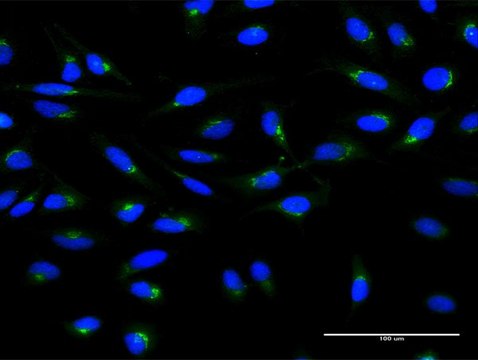 Monoclonal Anti-ARF1 antibody produced in