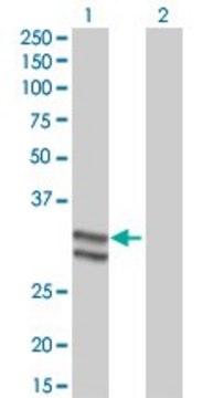 Monoclonal Anti-SERPINC1 antibody produced in