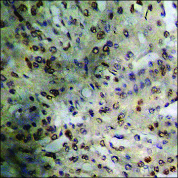 Anti-phospho-FOXO1A (pSer³²?) antibody produced in