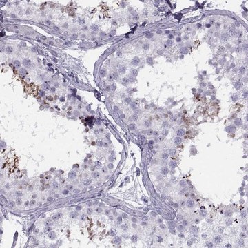 Anti-FAM24B antibody produced in rabbit