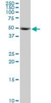 Anti-KRR1 antibody produced in mouse