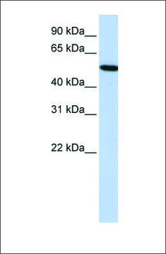 Anti-HRG antibody produced in rabbit