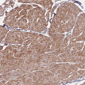 Anti-BST1 antibody produced in rabbit
