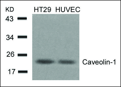 Anti-CAV1 (Ab-14) antibody produced in