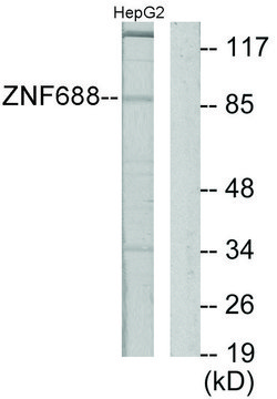 Anti-ZNF785 antibody produced in rabbit