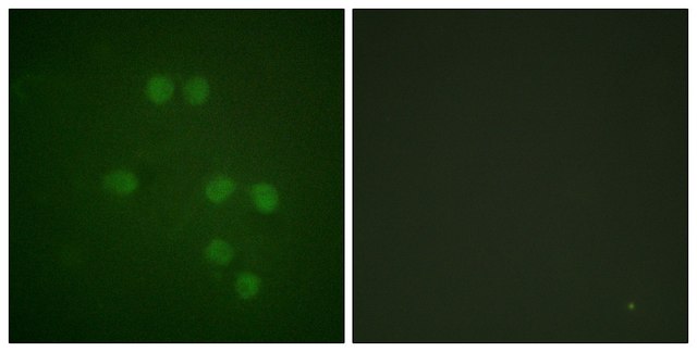 Anti-HMG14 antibody produced in rabbit