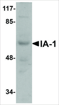 Anti-IA-1 antibody produced in rabbit