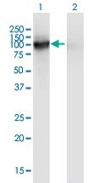 Monoclonal Anti-SLITL2 antibody produced in