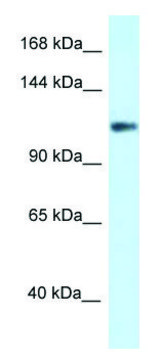 Anti-KCNH3 (N-terminal) antibody produced in