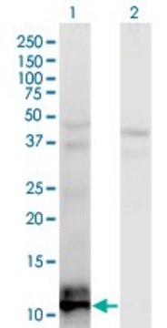 Monoclonal Anti-TIAF1 antibody produced in