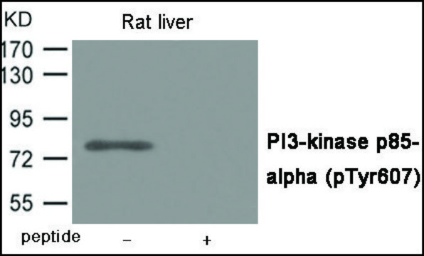 Anti-phospho-PI3-kinase p85-? (pTyr???) antibody produced
