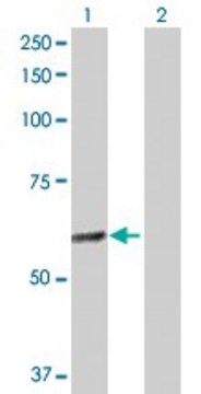 Anti-GABPA antibody produced in rabbit