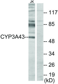Anti-Cytochrome P450 3A43 antibody produced
