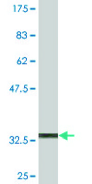Monoclonal Anti-PCDHA2 antibody produced in