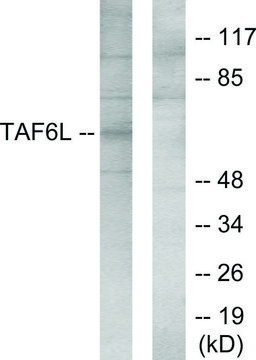 Anti-TAF6L antibody produced in rabbit