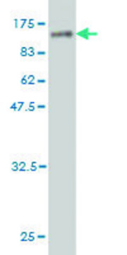 Monoclonal Anti-ZNF96 antibody produced in