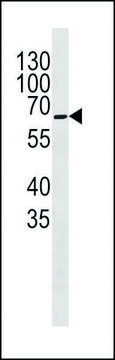 ANTI-COXI (CENTER) antibody produced in
