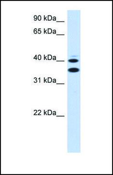 Anti-SLC25A32 antibody produced in rabbit