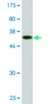 Monoclonal Anti-CLEC1A antibody produced in