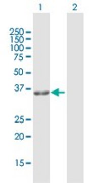Anti-GPD1L antibody produced in rabbit