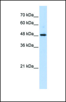Anti-ABHD2 antibody produced in rabbit