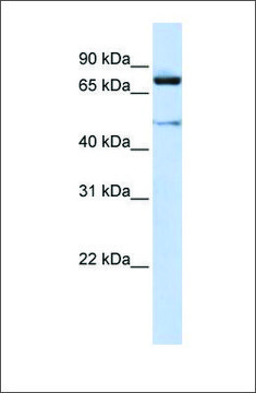 Anti-CUL2 antibody produced in rabbit