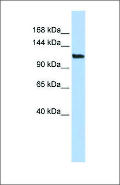 Anti-AFF3 antibody produced in rabbit