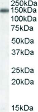 Anti-CILP antibody produced in goat