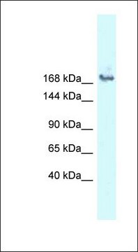 Anti-SNRNP200 antibody produced in rabbit