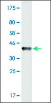 Monoclonal Anti-CHST11 antibody produced in