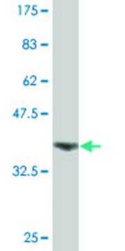 Monoclonal Anti-REXO2 antibody produced in