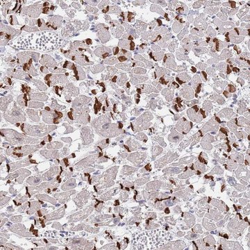 Anti-MUM1 antibody produced in rabbit