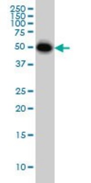 Monoclonal Anti-CRLF1 antibody produced in