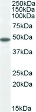 Anti-Flotillin 2/FLOT2, C-Terminal antibody produced