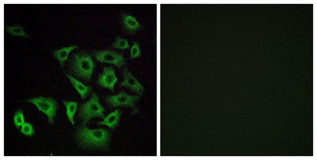 Anti-OR4K14 antibody produced in rabbit