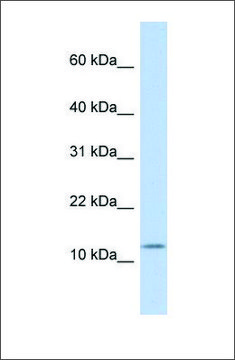 Anti-CCK antibody produced in rabbit