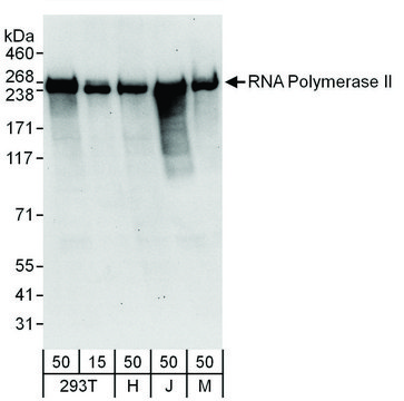 Rabbit anti-RNA Polymerase II Antibody,