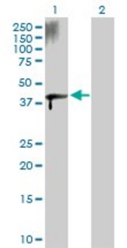 Anti-ZFYVE19 antibody produced in rabbit