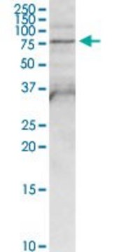 Anti-FPGT antibody produced in rabbit