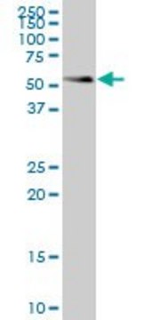 ANTI-SMAD1 antibody produced in mouse