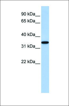 Anti-ART4 antibody produced in rabbit
