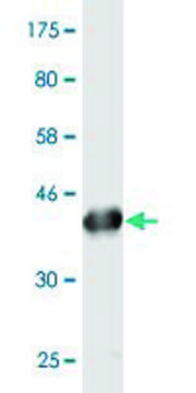 Monoclonal Anti-PLA2G16 antibody produced in