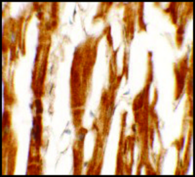 Anti-ESRRB antibody produced in rabbit