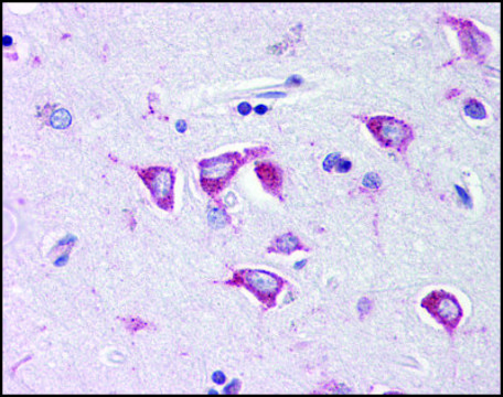 Anti-PCBP4 antibody produced in rabbit